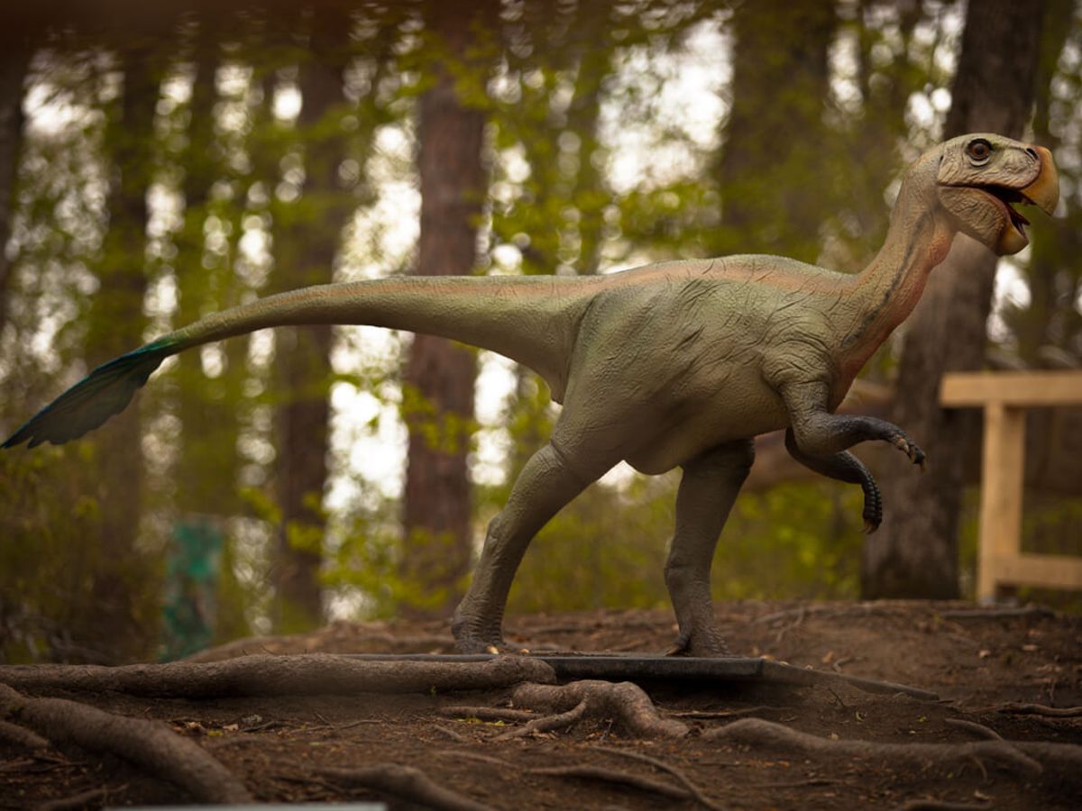 Dino Parc Râșnov excursie copii București