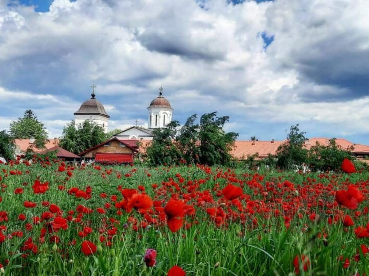Mănăstirea Ghighiu în spatele unui câmp cu maci