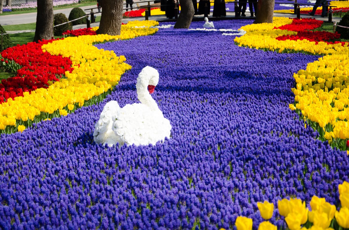 Covor de lalele și o lebădă decorativă în Parcul Emirgan, Istanbul